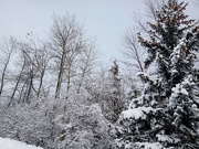 4th Feb 2022 - Snowy Branches