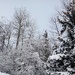Snowy Branches by revken70