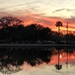 Lake sunset with palmetto reflection by congaree