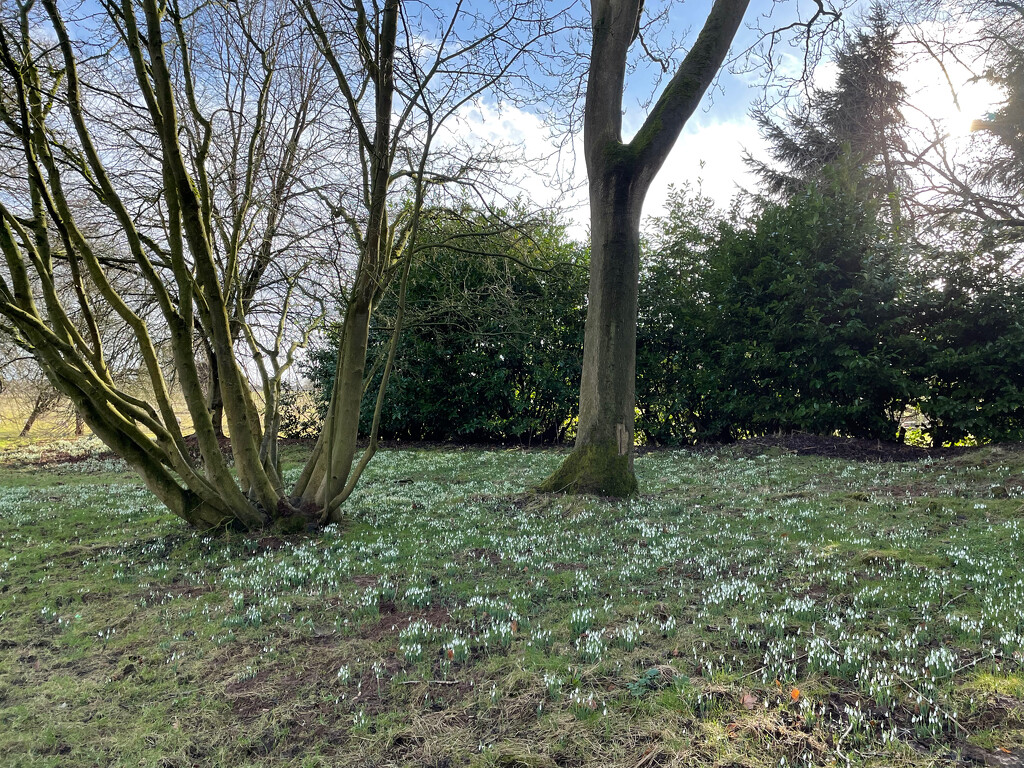 Snowdrop time! by 365projectmaxine