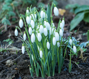 4th Feb 2022 - Spring is on the way