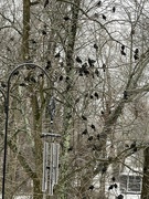 4th Feb 2022 - Waiting for the feeders to be filled.