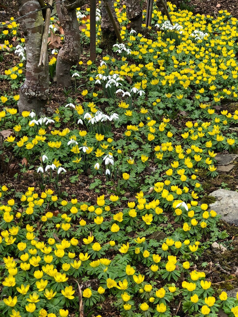 Aconites and Snowdrops .... by susiemc