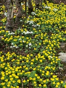 3rd Feb 2022 -  Aconites and Snowdrops ....