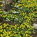  Aconites and Snowdrops .... by susiemc