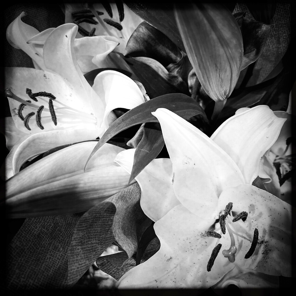 Lilies | Black & White by yogiw