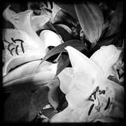 2nd Feb 2022 - Lilies | Black & White