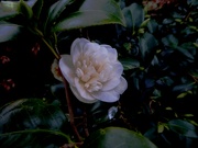 4th Feb 2022 - Our first Camellia flower