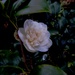 Our first Camellia flower by snowy