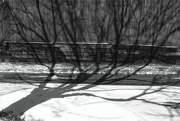 4th Feb 2022 - The Tree's Shadow