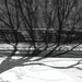 The Tree's Shadow by judyc57