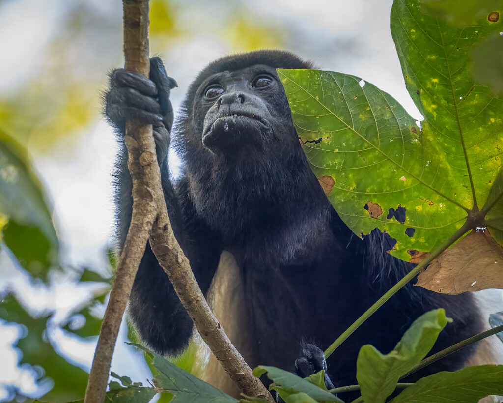 Nicaragua  Howler Monkey by nicoleweg