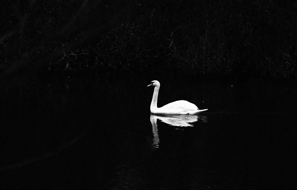 Swan by nodrognai