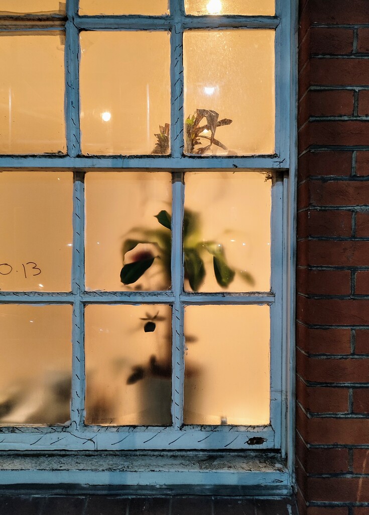 Plant at the window  by boxplayer