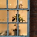 Plant at the window  by boxplayer