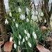 Snowdrops by roachling