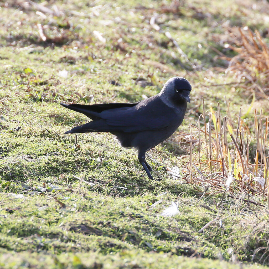 35 - Jackdaw  by albailey