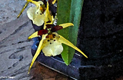 4th Feb 2022 - Spider orchid water color