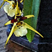 Spider orchid water color by larrysphotos