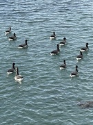 4th Feb 2022 - Brent Geese on Forton Creek