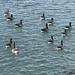 Brent Geese on Forton Creek by bill_gk