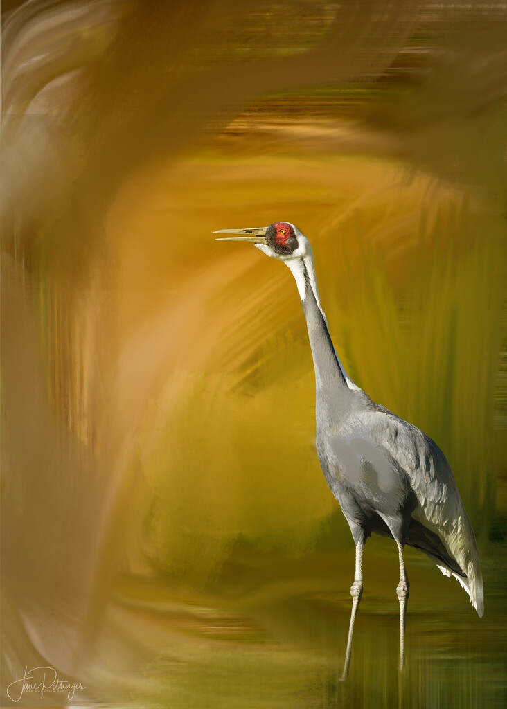 Sandhill Crane for Painting  by jgpittenger