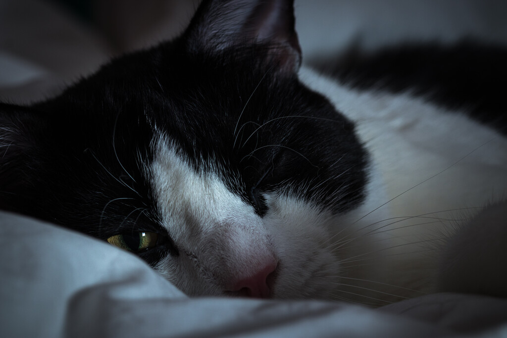Sleepy Sylvester by swchappell