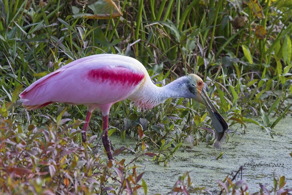 LHG_1841Roseate Spoonbill with fish by rontu