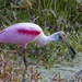 LHG_1841Roseate Spoonbill with fish by rontu