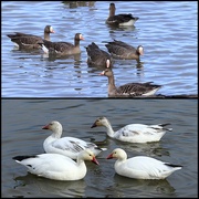 4th Feb 2022 - Migrating White-Fronted Geese & Snow Geese