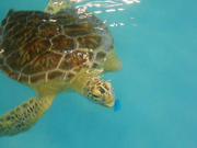 28th Jan 2022 - Sweet Pea - the Sea Turtle