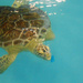 Sweet Pea - the Sea Turtle by njmauthor