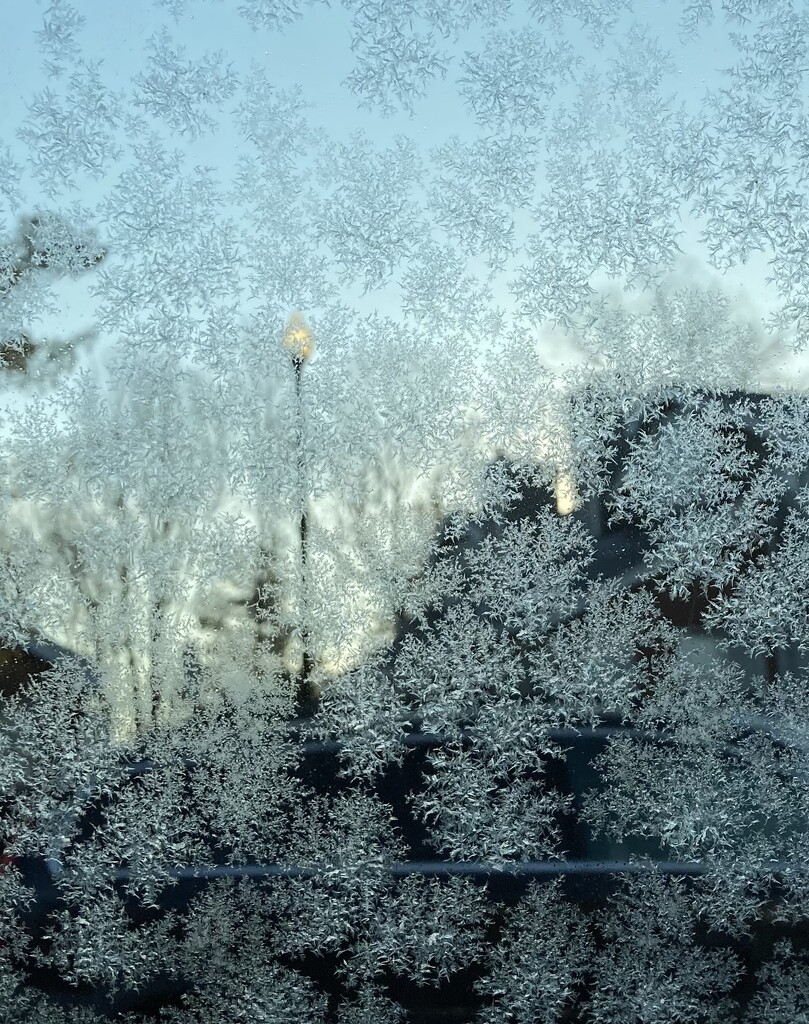 morning frost by wiesnerbeth