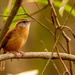 The Carolina Wren Was Sure Making a Lot of Noise! by rickster549