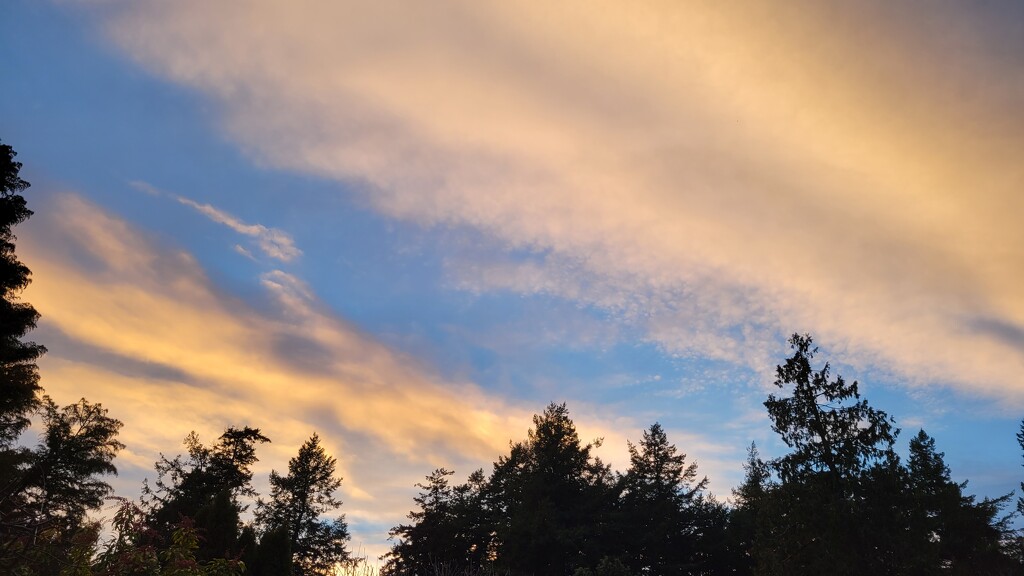 Clouds Above the Trees by kimmer50