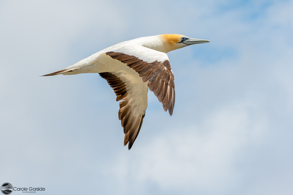 Gannet in Flight by yorkshirekiwi
