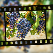 5th Feb 2022 - Grapes on film