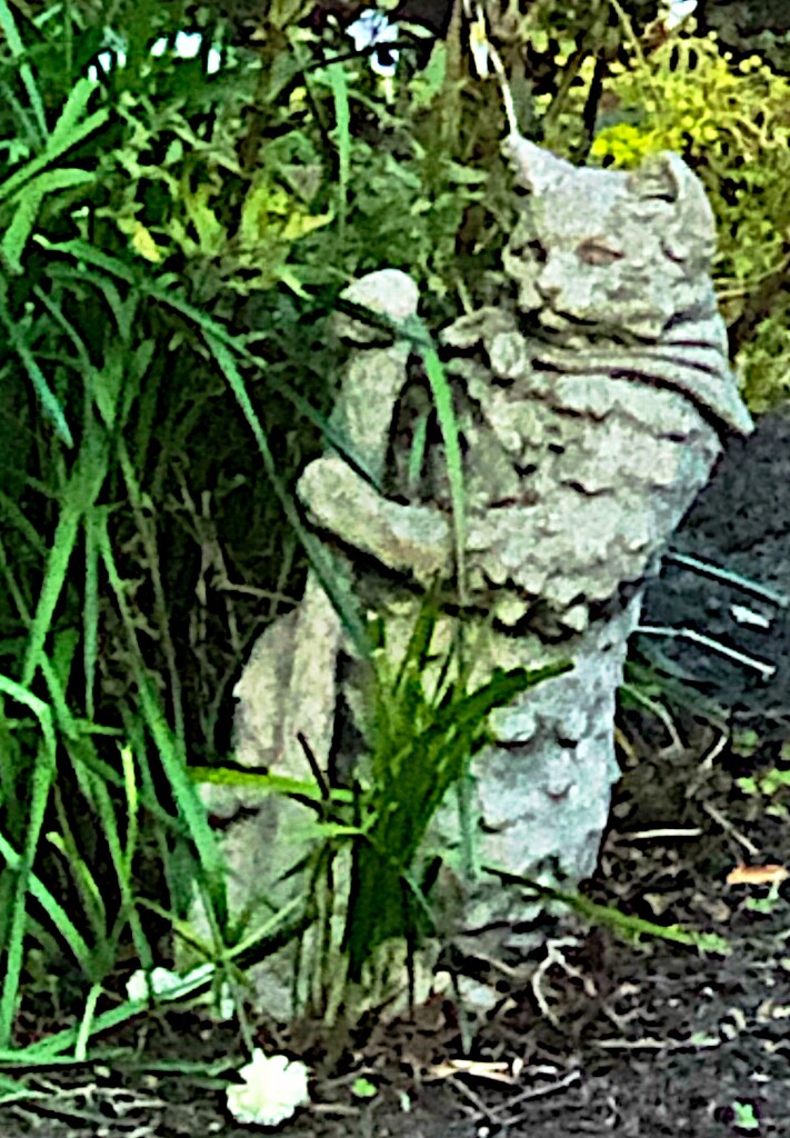 Gardening cat by congaree