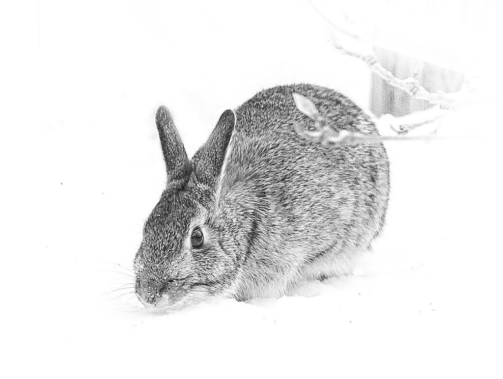 Winter Rabbit by gardencat