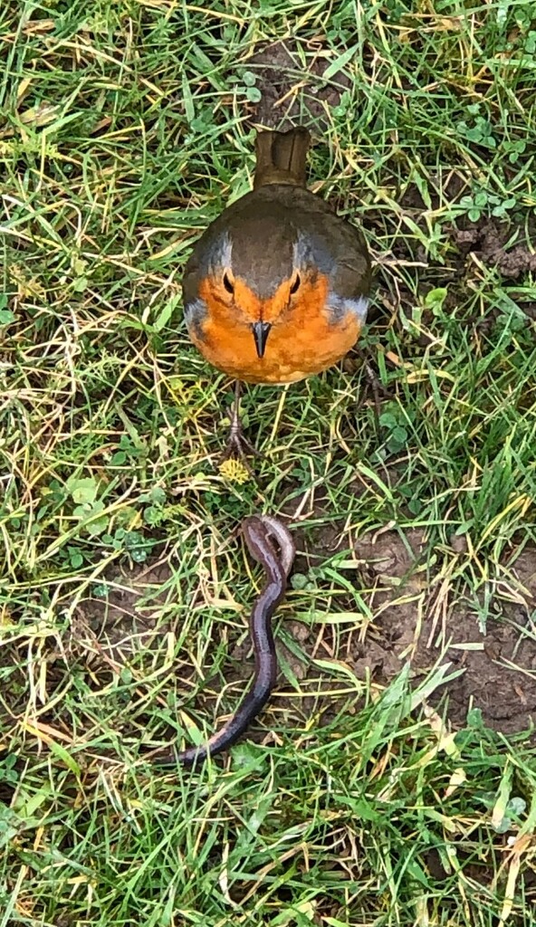A Robin and a Big Fat Worm  by susiemc