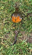 2nd Feb 2022 - A Robin and a Big Fat Worm 