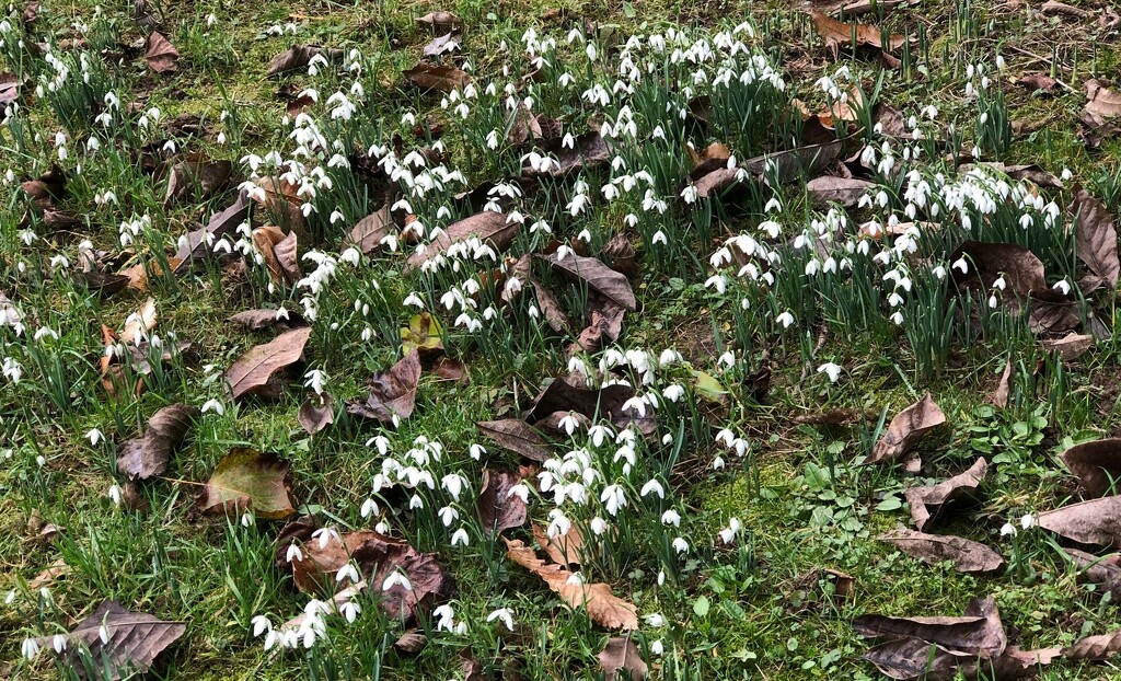  Last Year's Leaves and This Year's Snowdrops  by susiemc