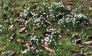 4th Feb 2022 -  Last Year's Leaves and This Year's Snowdrops 