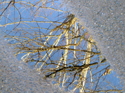 5th Feb 2022 - Mud Puddle Reflections