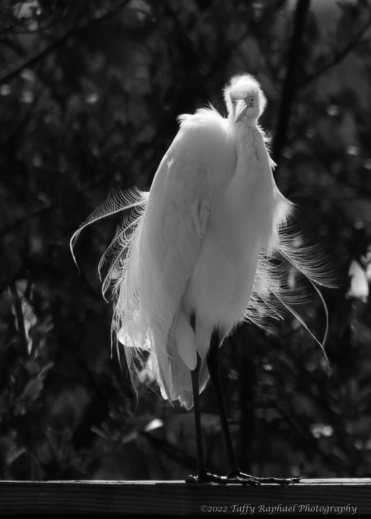 Egret's Bad Hair Day (or, Blowin' in the Wind) by taffy