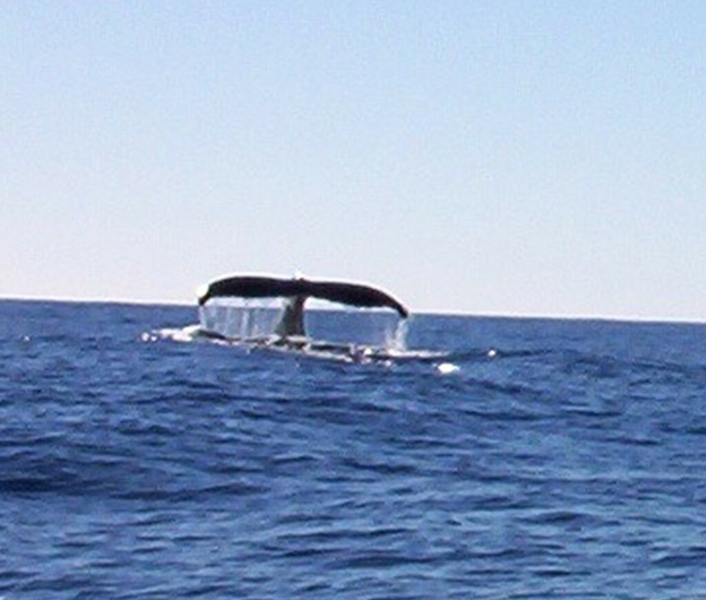 This is the closes I ever got to a whale. by bruni