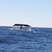 This is the closes I ever got to a whale. by bruni