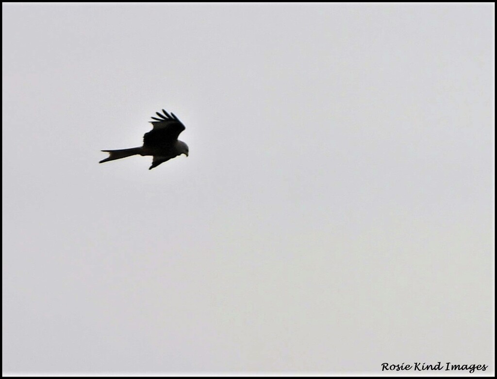Faraway kite by rosiekind