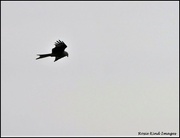 5th Feb 2022 - Faraway kite