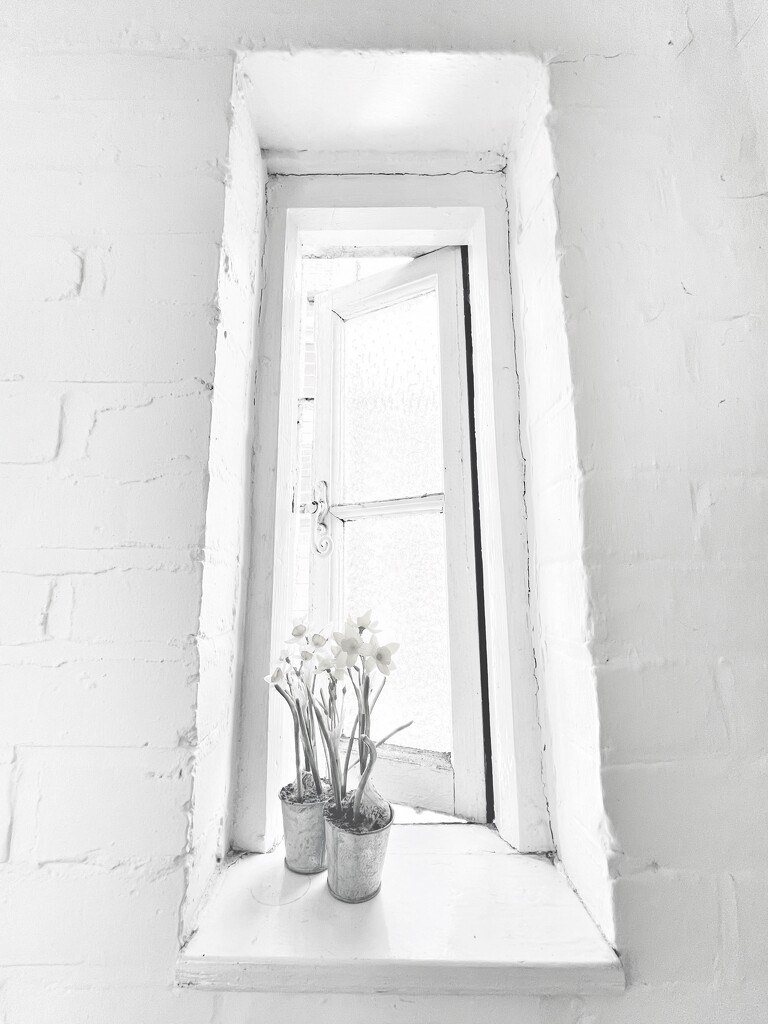 Flowers in the window by moonbi